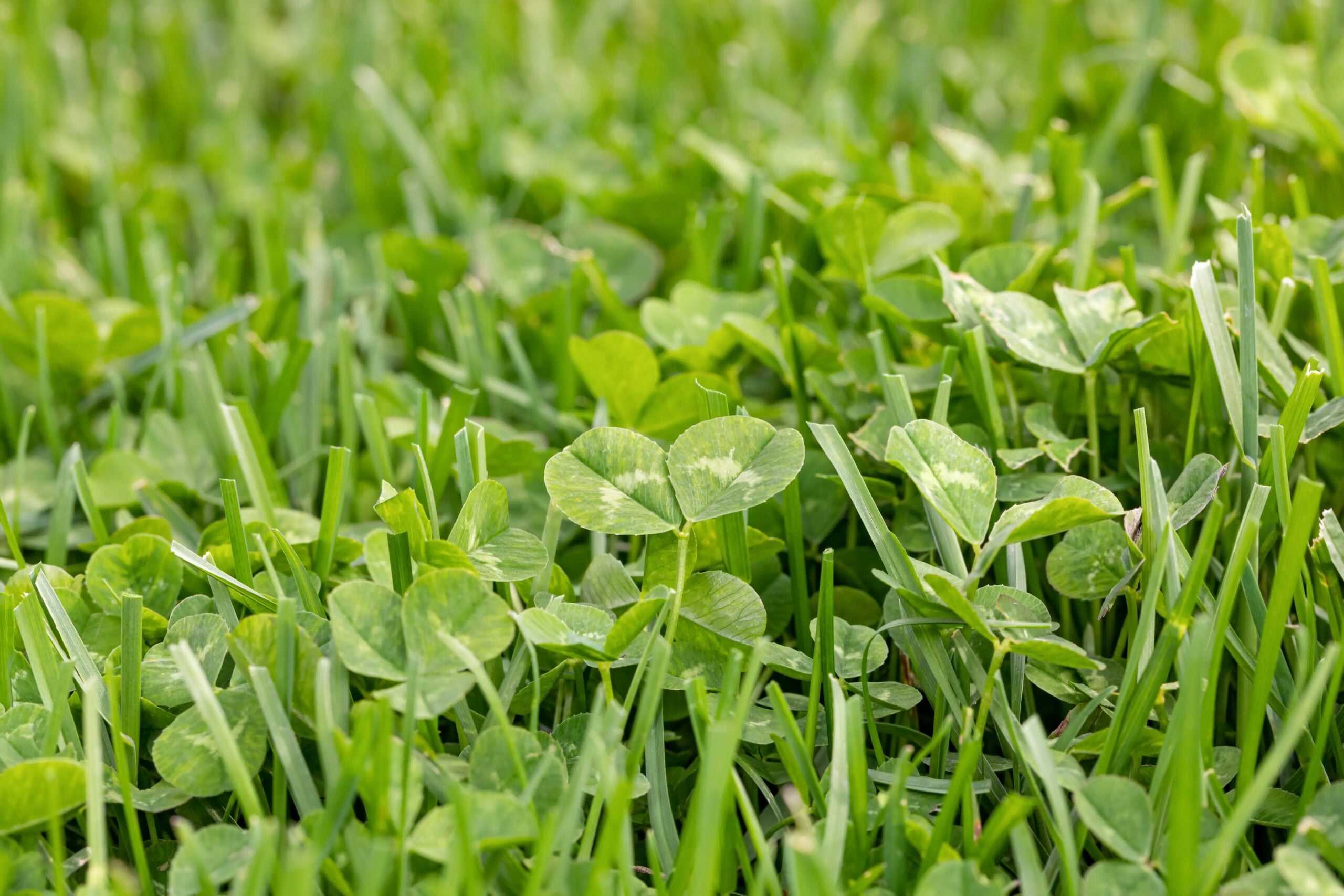 Close-up of lush clover and grass blades growing densely in a healthy green lawn, showcasing natural texture and color.