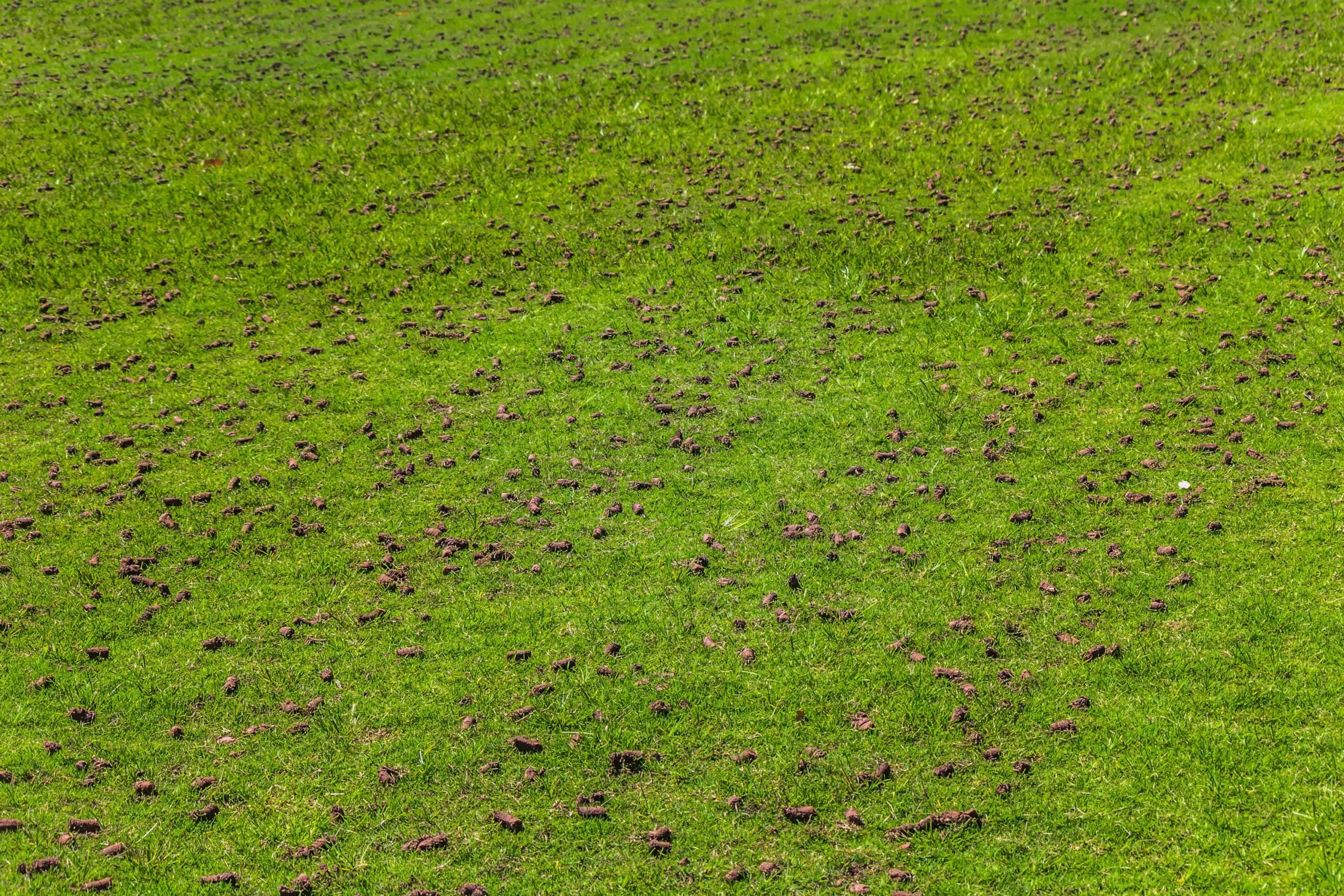 Freshly aerated lawn with visible soil plugs scattered across vibrant green grass to improve soil drainage and root growth.