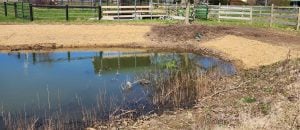Newly constructed pond with straw-covered banks, wetland plants, and a drainage pipe surrounded by farm fencing in a rural landscape.