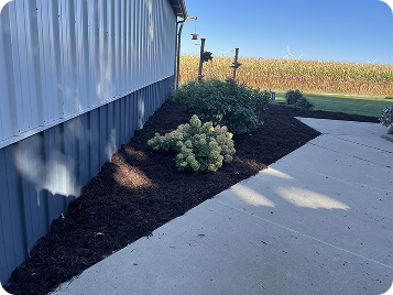 Freshly mulched flower bed runs alongside metal building, showcasing hydrangeas, shrubs, and distant cornfield in the background.