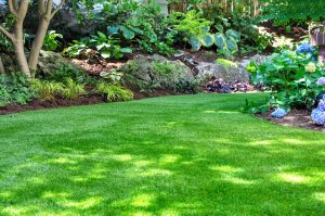 Backyard garden with lush green grass, shaded trees, decorative rocks, and flower beds with hydrangeas and hostas in landscaped design.