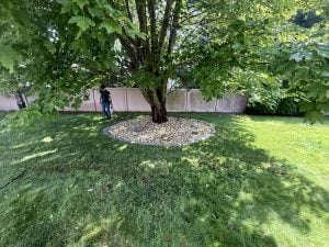 Man waters lawn beside a large tree with circular rock bed in a fenced backyard shaded by dense green foliage.