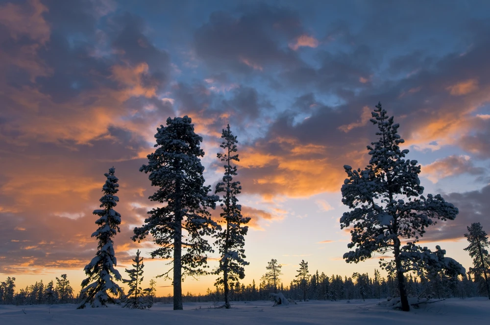 Snow-covered pine trees silhouetted at sunset beneath orange and purple winter clouds.