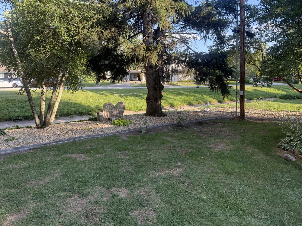 Residential front yard with patchy grass, gravel landscaping, a large pine tree, and a wooden bench near a suburban street.