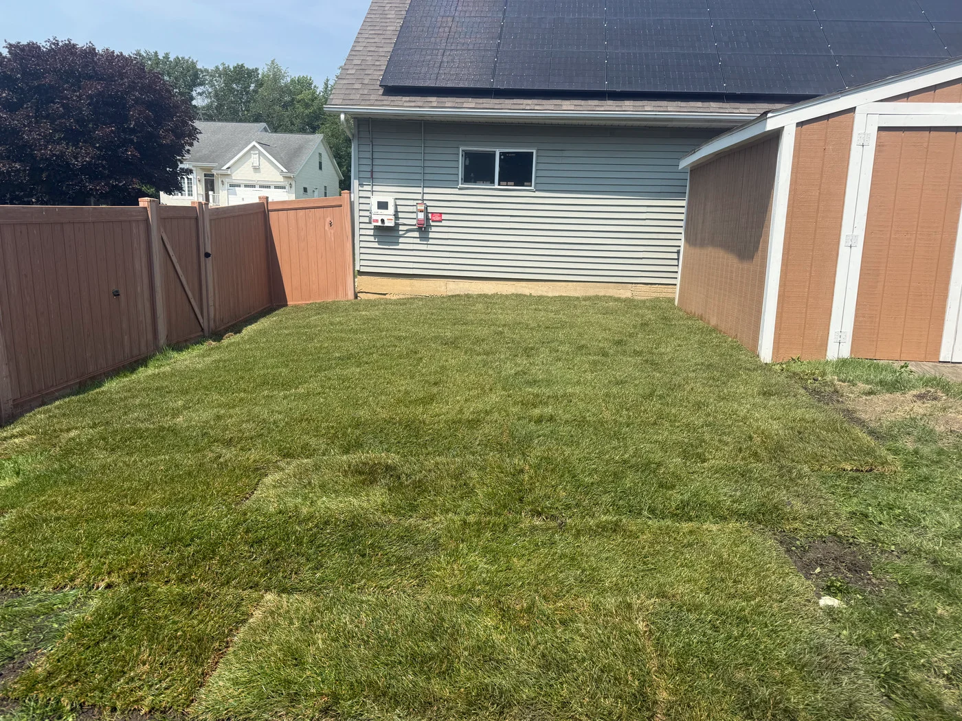 Newly laid green sod with visible seams in a residential backyard between a brown privacy fence, a gray house with solar panels, and a brown storage shed.